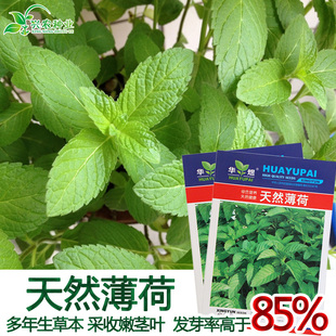 薄荷种子 播薄荷种子寒气芳香易种 花卉香草种子 家庭阳台盆栽四季
