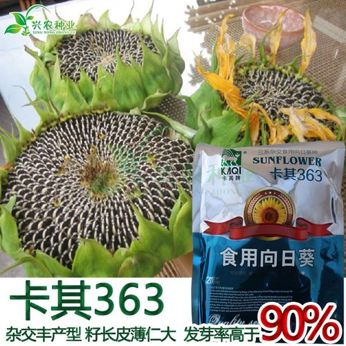 卡其363食葵种子 黑三道眉葵花传统瓜子种子 大田高产品种食葵籽