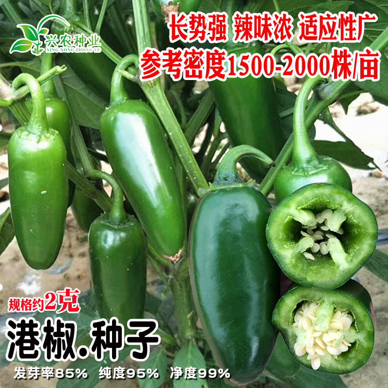 港椒大泡椒种辣椒籽港椒种子子弹椒籽蔬菜籽肉厚味辣腌渍抗病高产,农用物资,蔬菜种子/种苗,淘宝优惠券,粉丝福利购,淘宝优惠卷