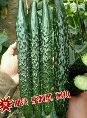 绿瓤黄瓜种子阳台盆栽