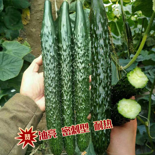 绿瓤黄瓜种子阳台盆栽