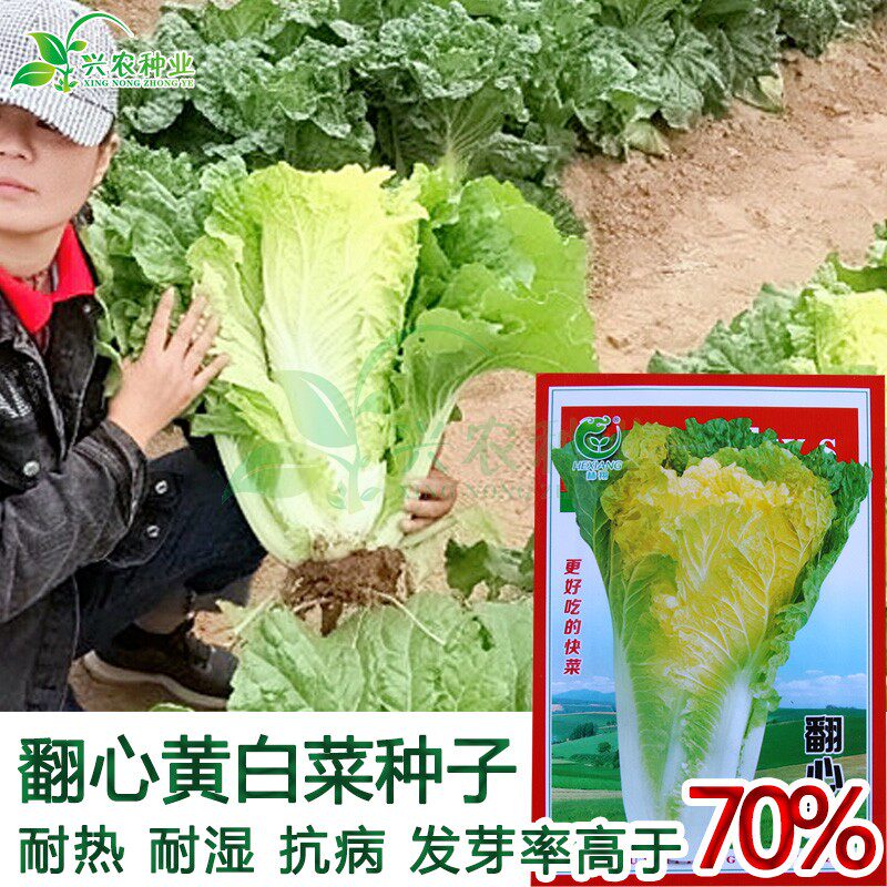 翻心黄快菜种子 大田菜园高产易种早熟生长快黄心小白菜蔬菜种子