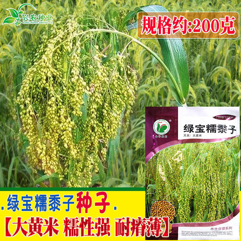 金谷绿宝糯黍子种子大黄米种子 糯性强 耐贫瘠  高产 适应性广