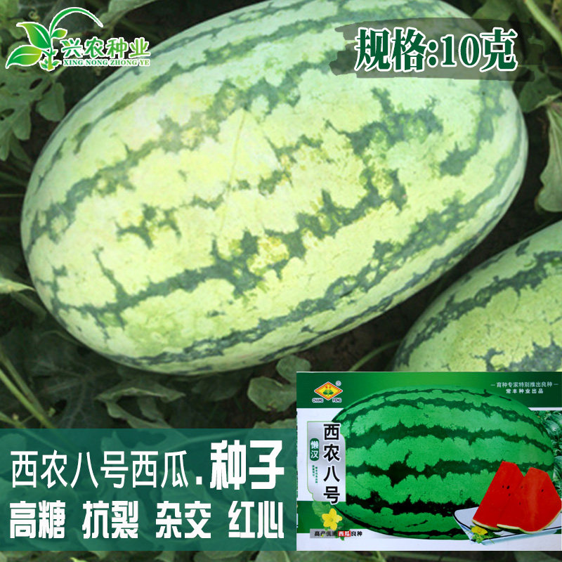 农家八号懒汉花皮大红瓤西瓜种子