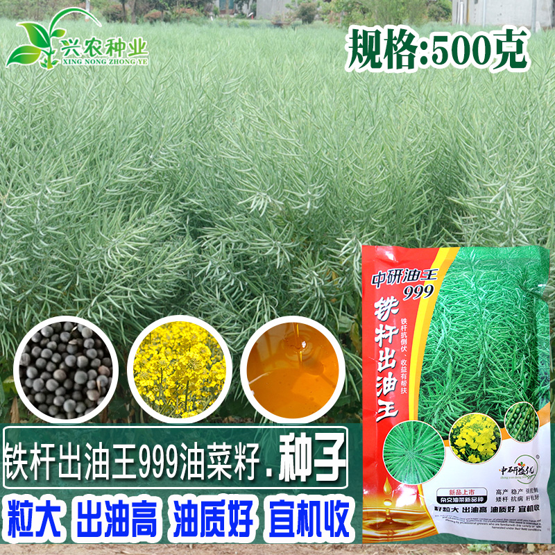 油菜花种子北方抗寒型油菜籽