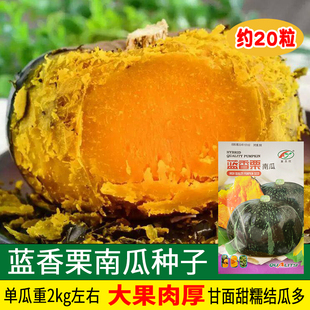 蓝香栗南瓜种子 甘面糯甜大果板栗南瓜谢花面瓜籽 大田蔬菜孑