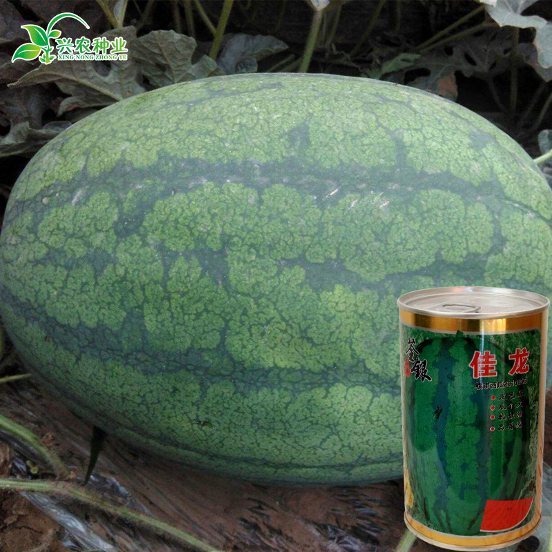 giant Watermelon Seeds Large Lazy watermelon seed watermelon Four seasons fruit seedin the Agricultural goods , Seed/Seedlings , Vegetable Seeds  category - from Buy2taobao.com to provide professional Taobao agent buy service