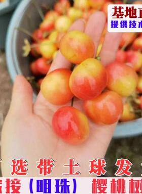 明珠大樱桃树苗嫁接特大黄色樱桃树果苗南方北方庭院盆栽地栽果树