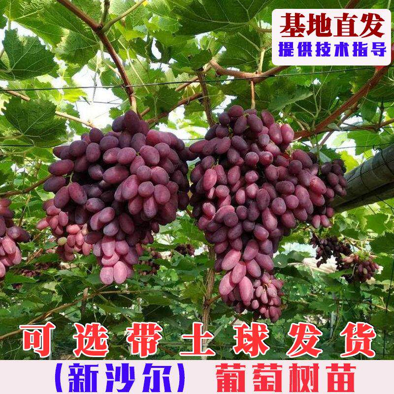 新沙尔葡萄树苗嫁接爬藤无籽红提葡萄树果苗南北方庭院耐寒盆地栽