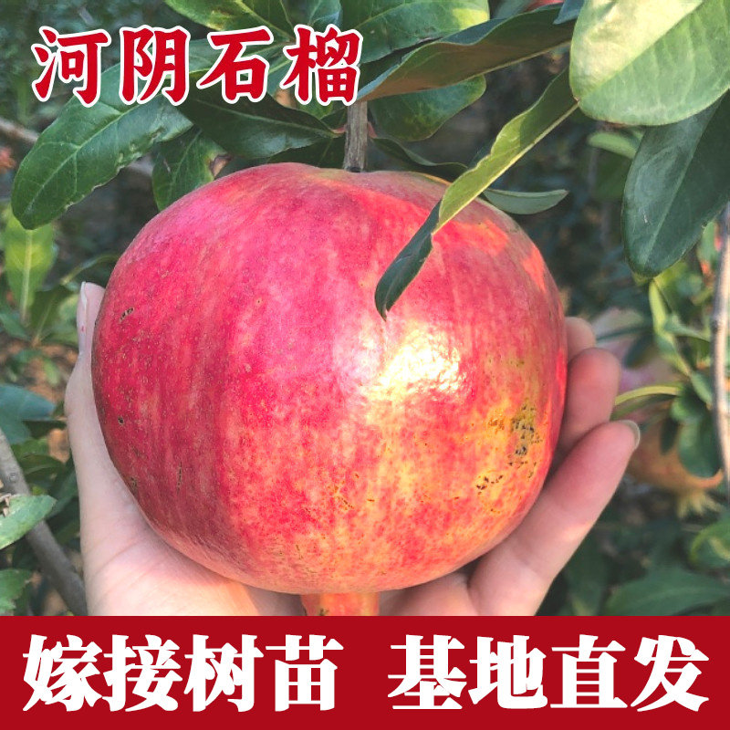 河阴石榴树苗南北方耐寒图片
