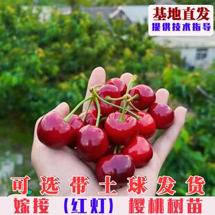 嫁接红灯樱桃树苗特大早熟大樱桃树果苗南方北方庭院盆栽地栽果树