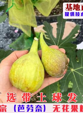 芭劳奈无花果树果苗特大抗寒banane大芭无花果苗盆栽地栽当年结果
