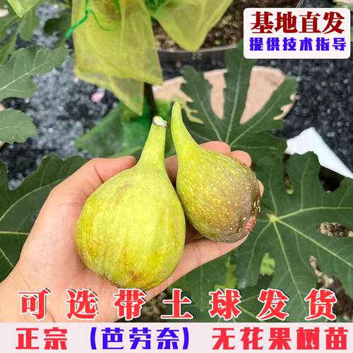 芭劳奈无花果树果苗特大