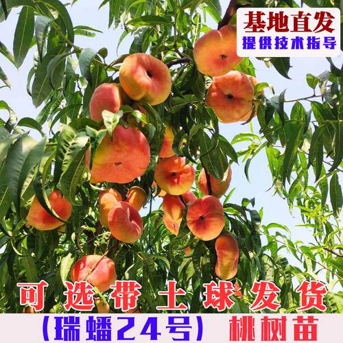 瑞蟠24号蟠桃树苗嫁接特