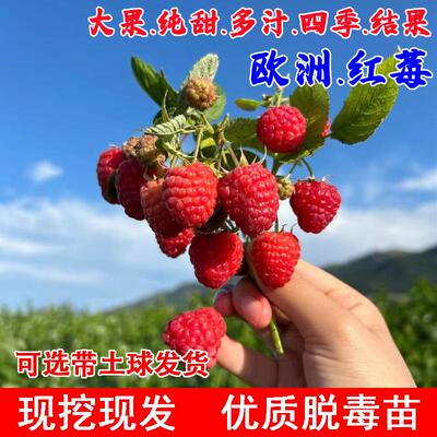 双季无刺红树莓苗欧洲智利香甜多汁红树莓树苗覆盆子果苗当年结果