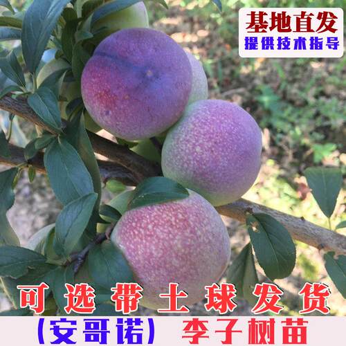 安哥诺李子树苗嫁接特大
