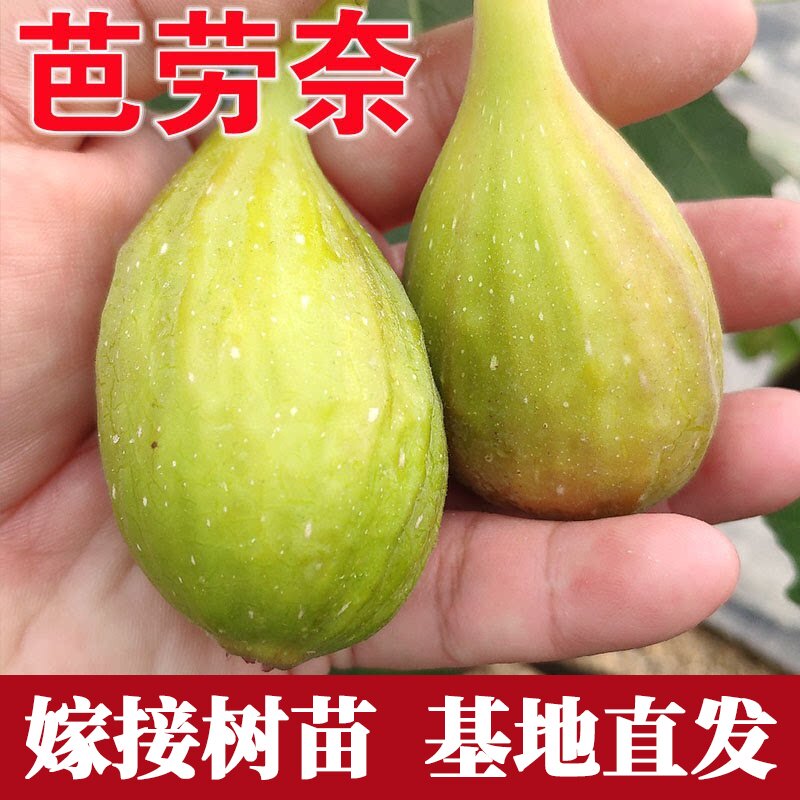 芭劳奈无花果苗南方北方图片