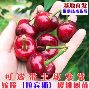 嫁接拉宾斯樱桃树苗特大车厘子树果苗南方北方庭院盆栽地栽樱桃苗