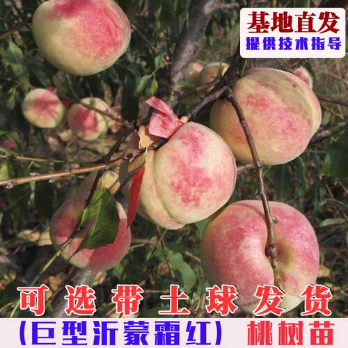 嫁接沂蒙霜红桃树苗特大