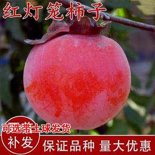 嫁接红灯笼柿子树苗抗寒火晶柿子苗南方北方种植当年结果果树果苗