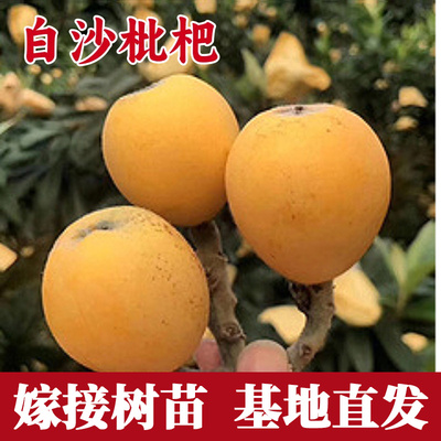 白沙枇杷树苗嫁接南北方