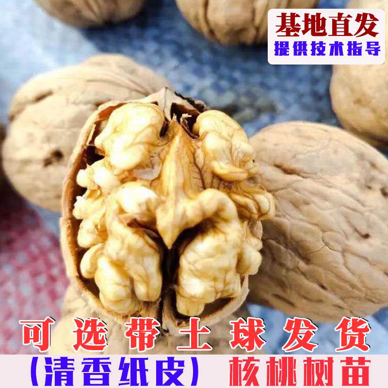 清香薄皮核桃树苗嫁接纸皮香玲核桃苗薄壳核桃树果苗南北方盆地栽