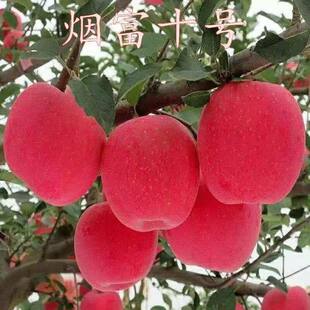 烟富十号苹果树苗苹果苗嫁接特大抗寒南北方种植盆栽地栽当年结果