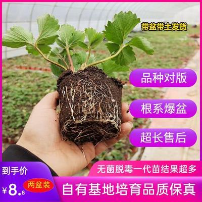 四季奶油草莓苗盆栽食用越心天使AE淡雪桃熏带盆带土白草莓秧种植