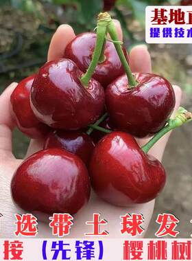 先锋大樱桃树苗嫁接美国