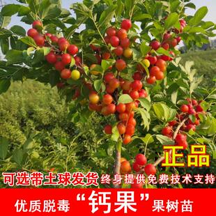 中华红钙果树苗嫁接欧李树苗黄钙果苗南方北方种植当年结果果树苗
