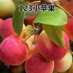 123小苹果苗沙果苗东北抗寒鸡心果大秋果树苗南北方种植当年结果