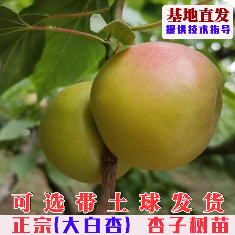 嫁接新疆大白杏树苗特大早熟甜杏子树活苗南北方庭院盆栽地栽果树