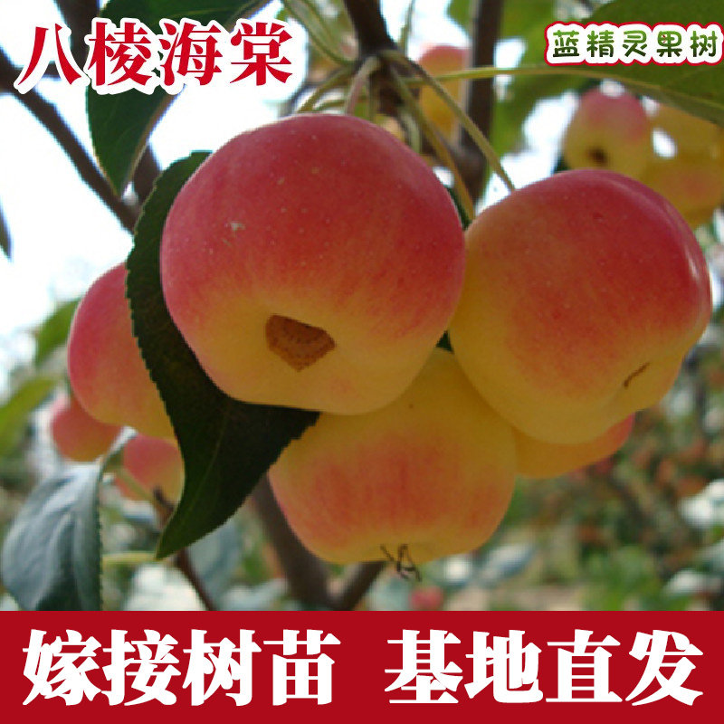 八棱海棠树苗嫁接南北方图片