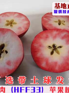 嫁接红色之爱红肉苹果树苗红肉HFF33苹果苗南方北方庭院盆栽地栽
