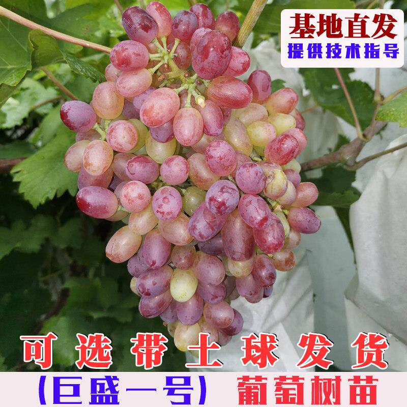 巨盛一号葡萄树苗嫁接早熟无籽红提葡萄树果苗庭院盆栽地栽葡萄苗
