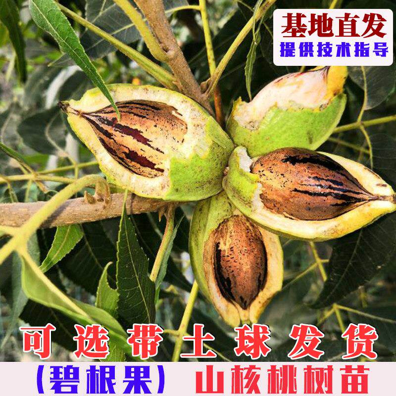 美国薄壳山核桃树苗嫁接碧根果核桃树果苗南北方庭院盆栽地栽果树