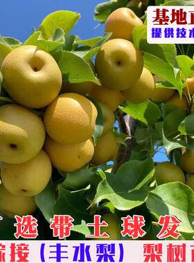 特大丰水梨树苗嫁接脆甜