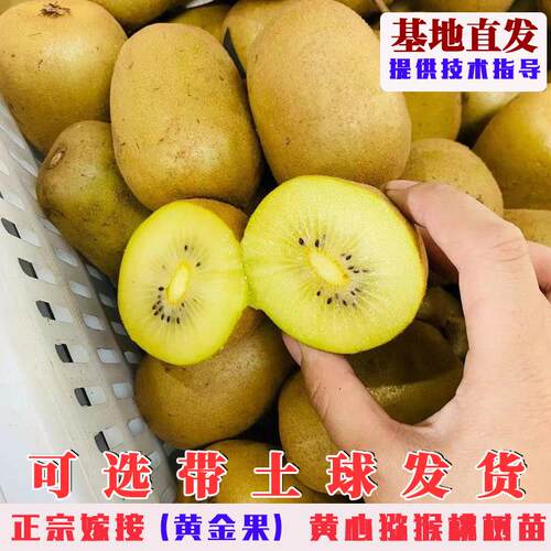 嫁接黄金果猕猴桃树果苗