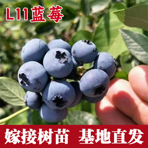 L11蓝莓树果苗特大号南方