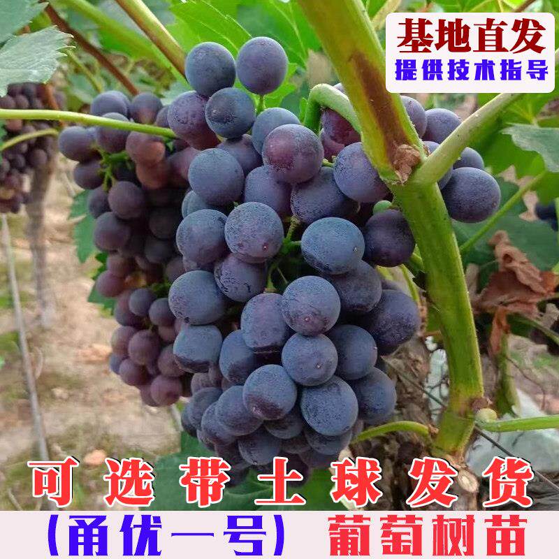嫁接甬优一号葡萄树苗早熟爬藤葡萄树果苗南北方庭院盆栽地栽果树