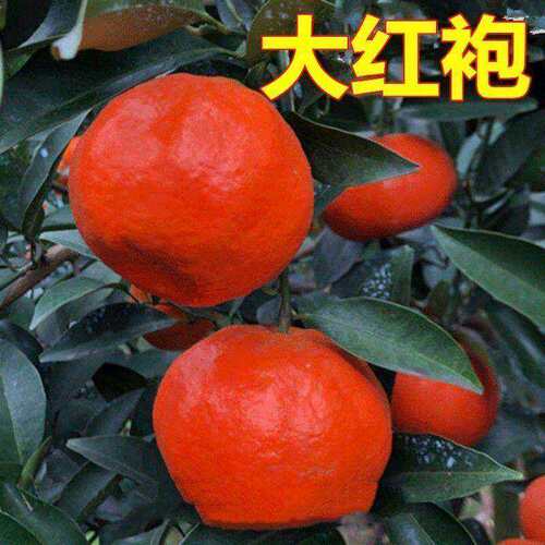 四川红橘树苗红桔子色大