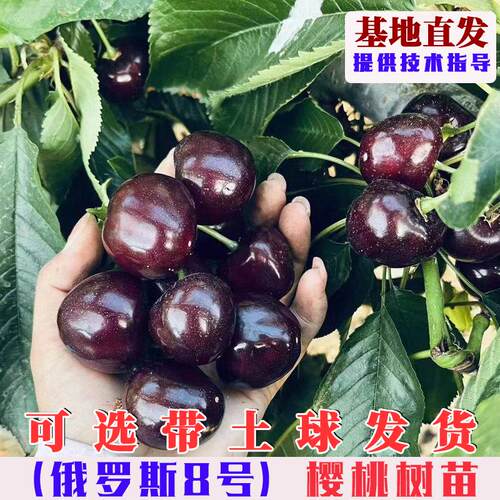 俄罗斯8号大樱桃树苗嫁接