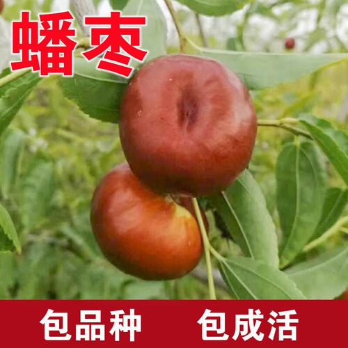 蟠枣树果苗活苗特大盆栽