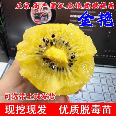 嫁接蒲江金艳猕猴桃树苗黄心黄肉爬藤奇异果猕猴桃苗南方北方种植