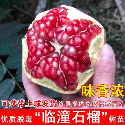 陕西临潼石榴树苗南方北方庭院种植盆栽地载耐寒石榴苗树当年结果