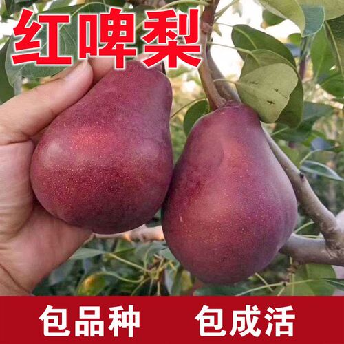 红啤梨树苗南北方种植庭