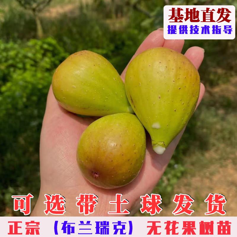 布兰瑞克无花果树苗耐寒抗冻无花果树盆栽地栽南北方种植当年结果
