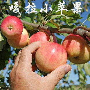 苹果树苗正宗新嘎拉苹果苗红嘎拉红富士皇家嘎啦苹果苗嫁接果树苗