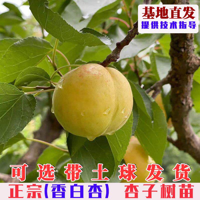 嫁接香白杏树苗河北大香白杏果树苗南方北方庭院盆栽地栽当年结果