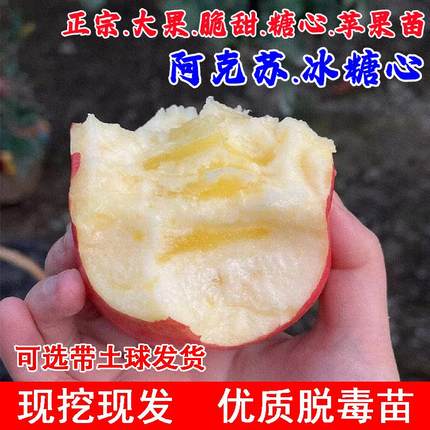 新疆阿克苏冰糖心苹果苗盆栽庭院地栽嫁接耐寒苹果树苗南北方种植